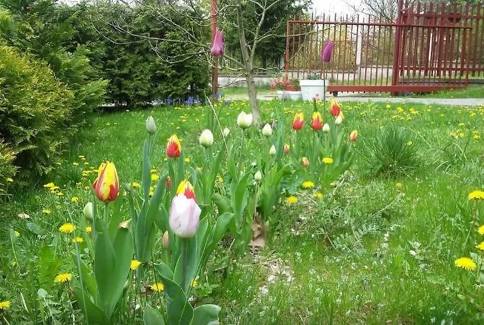 Vrane